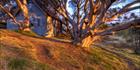 Cope Hut - VIC SQ (PBH3 00 34387)